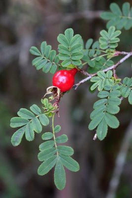Rosa omeiensis ' 'Pteracantha' - růže omejská - plod